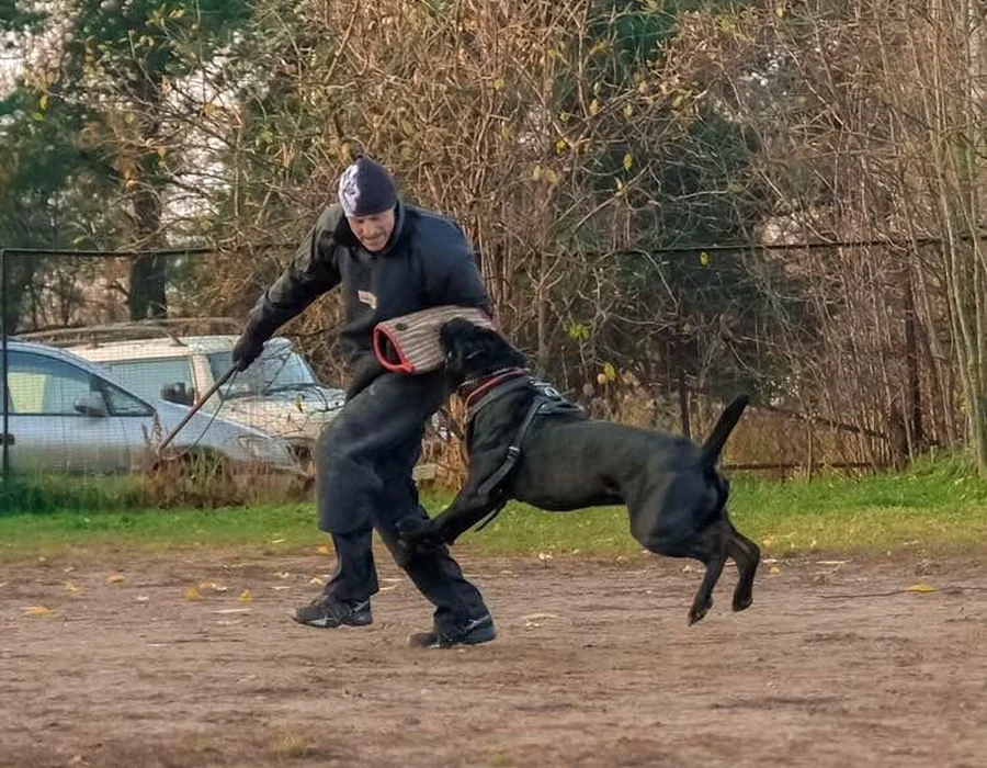 Praca z psem