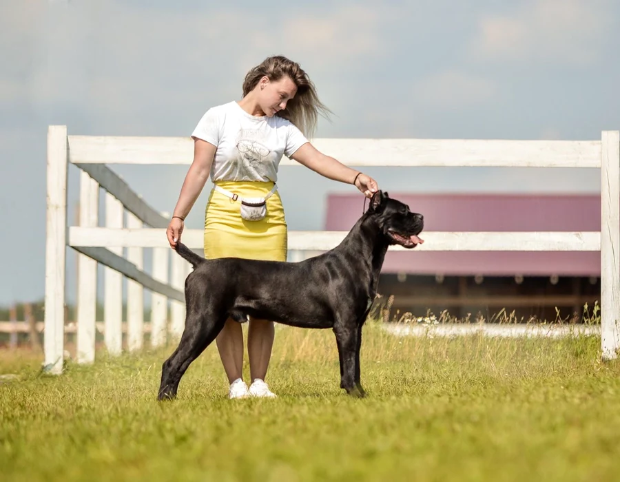 Cane Corso portret